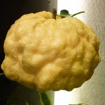 獅子柚子 獅子柚子