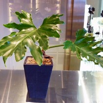 観葉植物の管理法(冬) 観葉植物の管理法(冬)