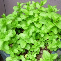 観葉植物管理法(夏) 観葉植物管理法(夏)