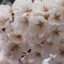 河北門(春)
